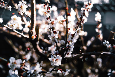 Close-up of cherry blossoms in spring