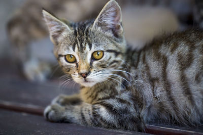Close-up portrait of cat