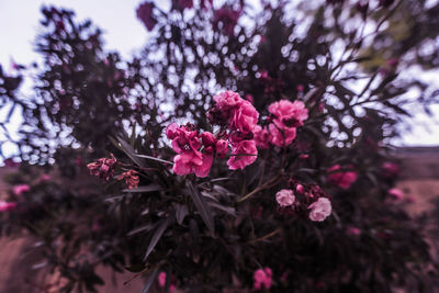 Close-up of pink cherry blossoms in spring