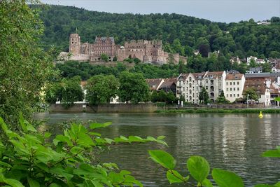 Buildings by a river against trees