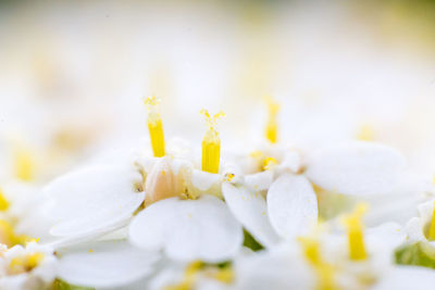 Close-up of white flowering plant