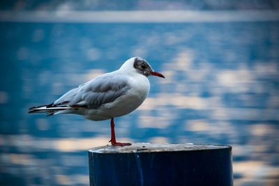 Close-up of seagull perching on wooden post