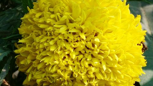 Close-up of yellow flowers