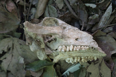 Close-up of animal skull