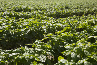 Close-up of corn field