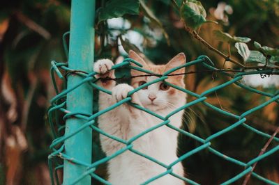 Close-up of cat