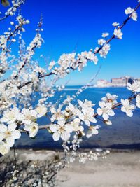 Close-up of white cherry blossoms against blue sky