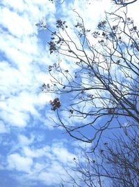 Low angle view of tree against sky