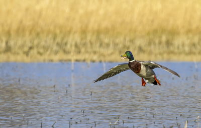 Male mallard duck landing on the pond