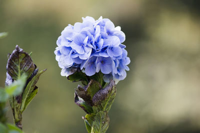 Close-up of purple flowers blooming outdoors