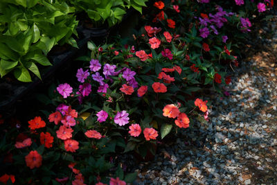 High angle view of flowering plants