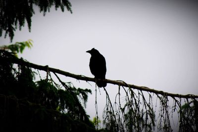 Low angle view of silhouette bird perching on tree against clear sky