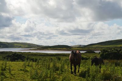 Horses grazing on grassy field against cloudy sky