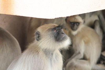 Close-up of two cats looking away