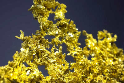 Close-up of yellow flowering plant against clear sky