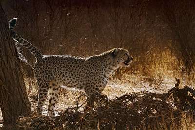 Close-up of cheetah