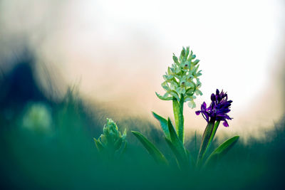 Close-up of flowers