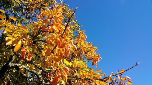 Low angle view of autumnal tree against blue sky