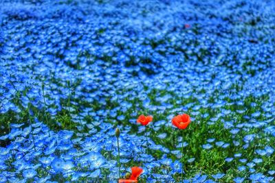 Close-up of red poppy flowers on field