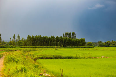 Scenic view of field against sky