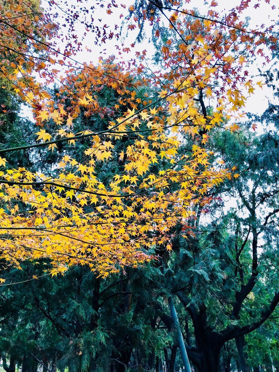 LOW ANGLE VIEW OF TREE AGAINST SKY