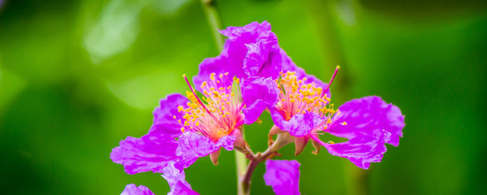 Close-up of pink flowering plant