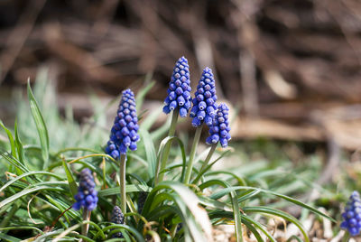 Close-up of purple flowering plant on field