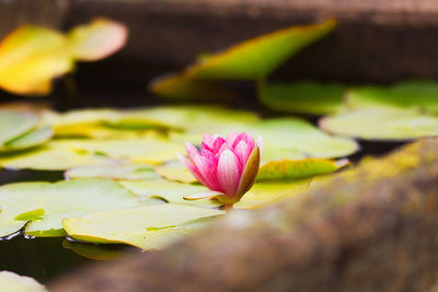 Close-up of lotus water lily