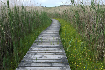 Boardwalk amidst plants