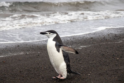 Penguin on beach