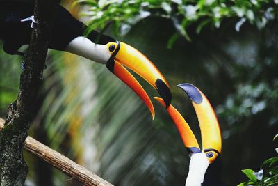 Close-up of bird perching on tree