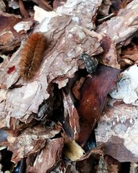 Full frame shot of dry autumn leaves