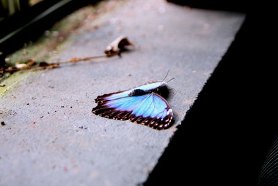 High angle view of butterfly