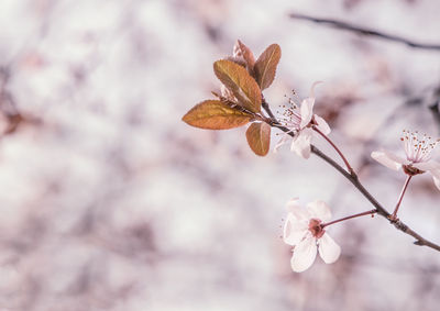 Close-up of cherry blossoms on branch