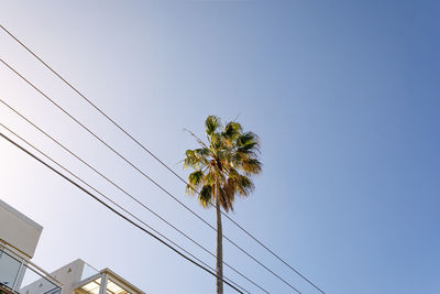 Low angle view of flowering plants against clear blue sky