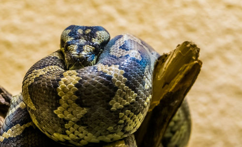 Close-up of turtle in zoo