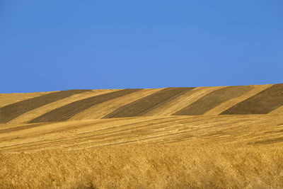 Scenic view of agricultural field against clear blue sky