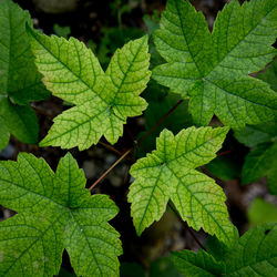 Close-up of leaves