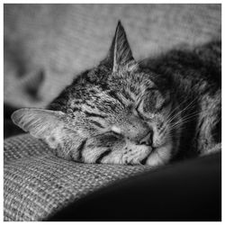 Close-up of cat sleeping