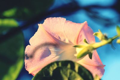 Close-up of hibiscus blooming outdoors