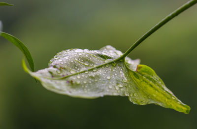 Close-up of raindrops on leaves