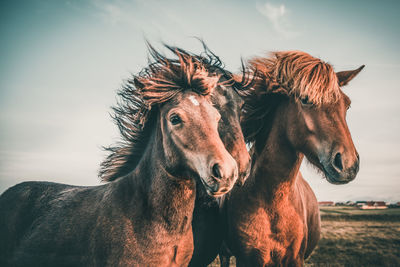 Horse in field against sky