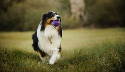 Close-up of dog on field