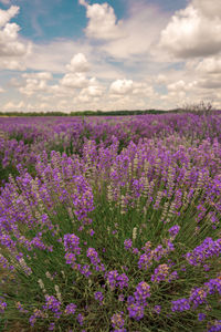 Purple flowering plants on field against sky