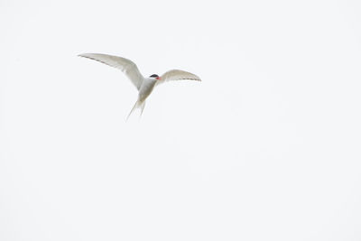 Low angle view of birds flying against clear sky