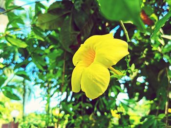 Close-up of yellow flowering plant