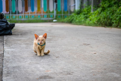 Portrait of a dog on the road