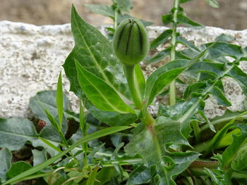 Close-up of fresh green plant