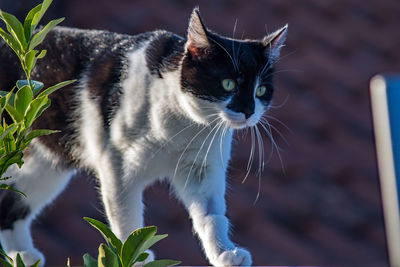 Close-up of a cat