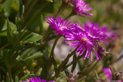 Close-up of pink flowers